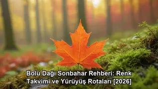 Bolu Dağı sonbahar - kapak görseli