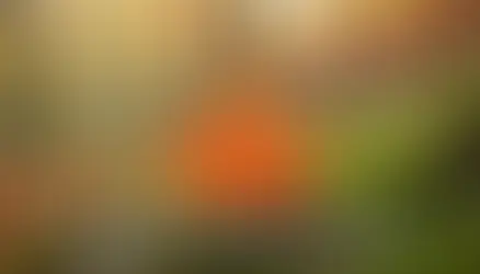 Bolu Dağı sonbahar - kapak görseli