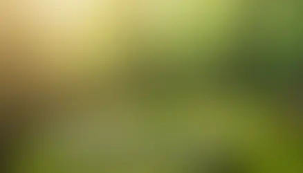 Ağustos Bolu Dağı serin mola - orman ve dağ havası
