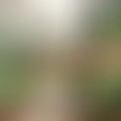 Bolu mantar toplama sezonu - Bolu Dağı İbrahimin Yeri