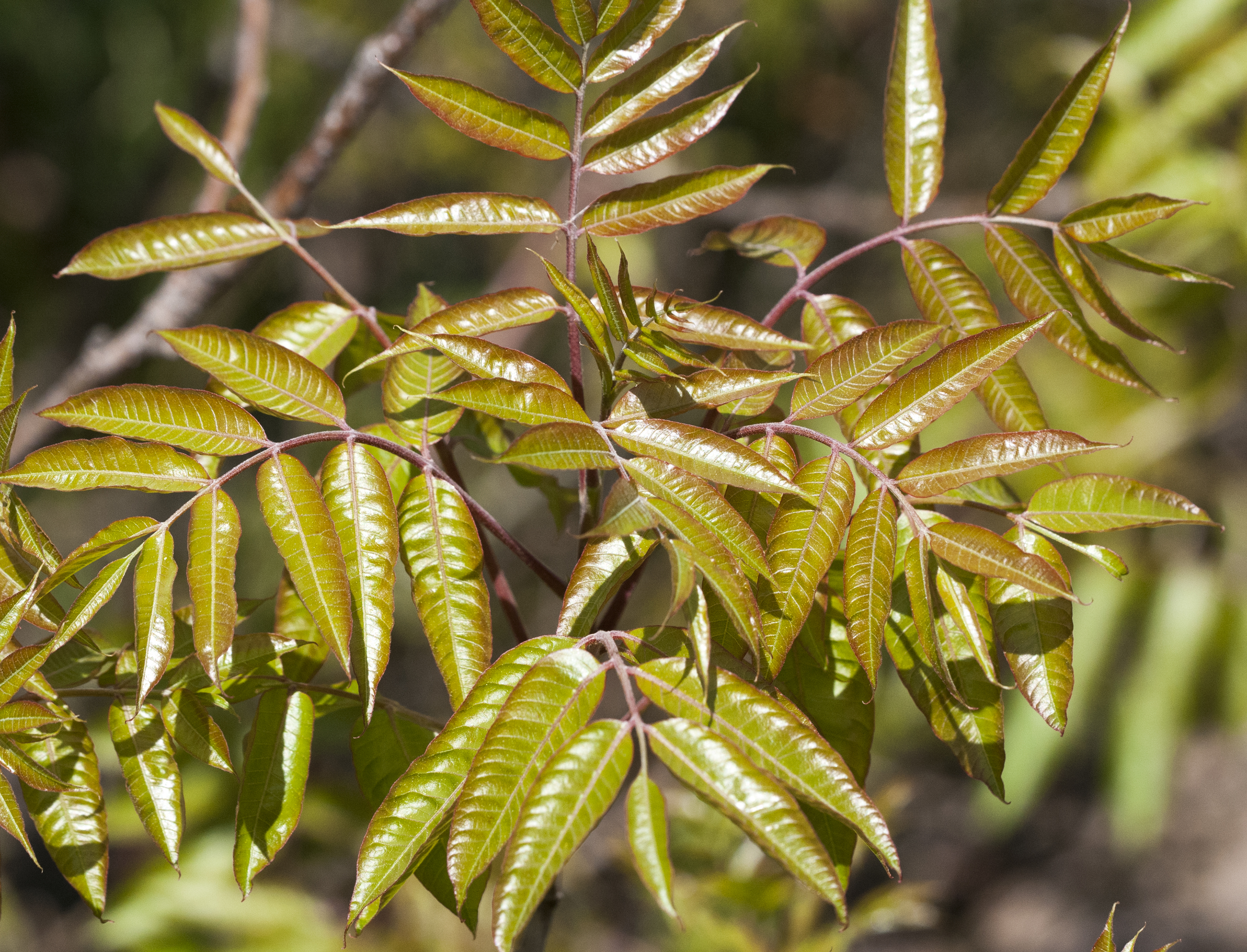 Pistacia terebinthus menengiç ağacı - Bolu ormanlarında yetişen ve menengiç kahvesi yapımında kullanılan bitki