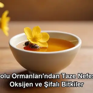 Bolu ormanları şifalı bitkiler - Bolu Dağı İbrahimin Yeri