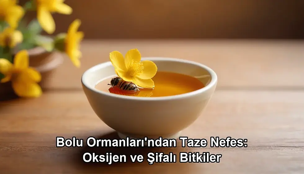 Bolu ormanları şifalı bitkiler - Bolu Dağı İbrahimin Yeri