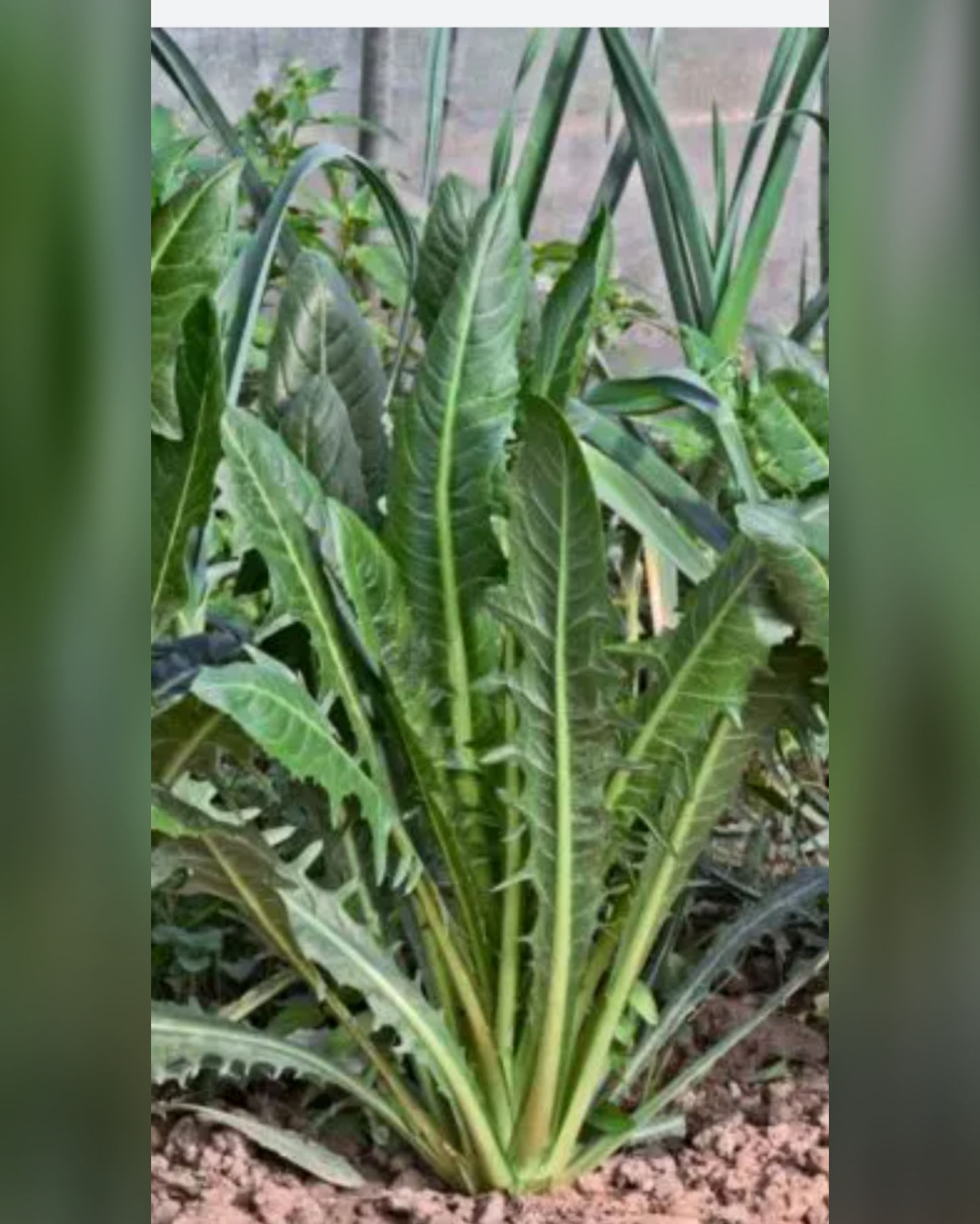 Inulina vegetal fibra solúvel 100g