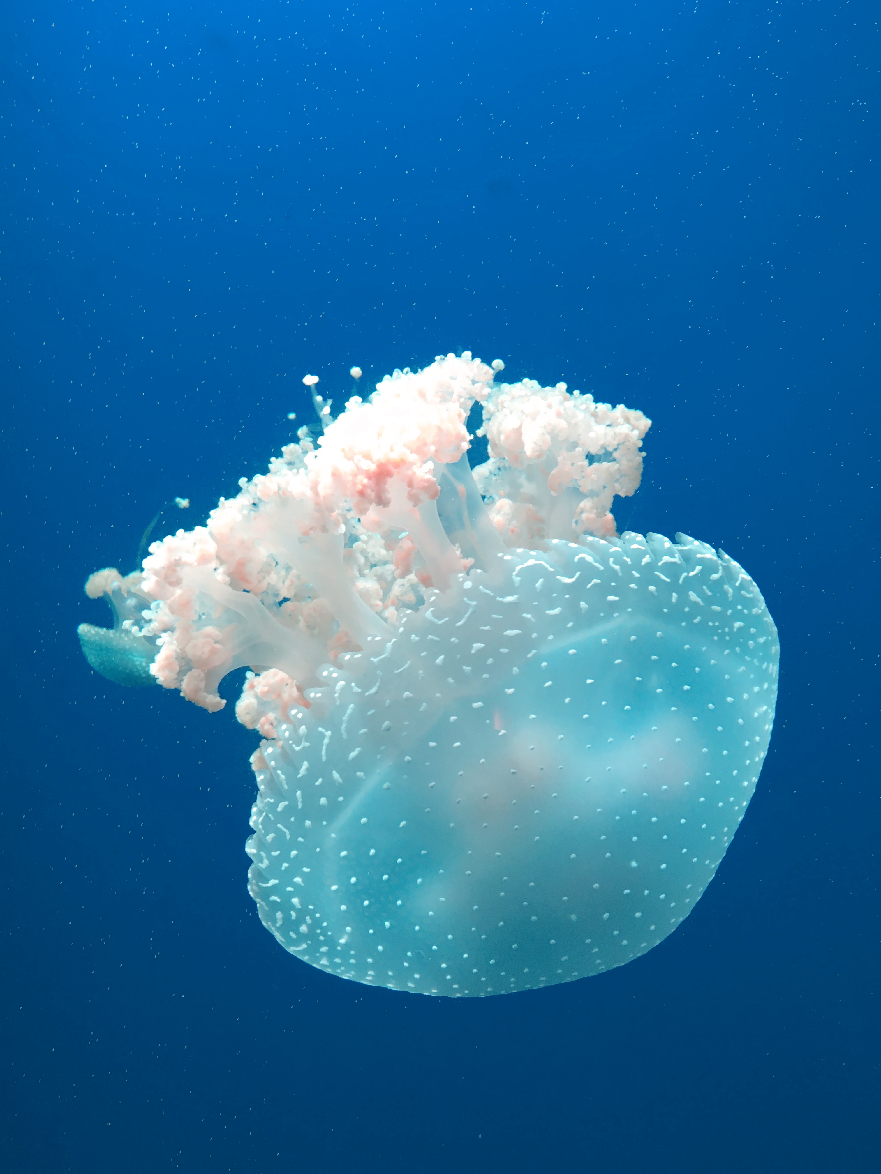 Masks outnumber jellyfish