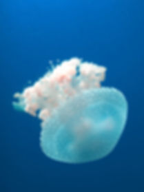 Jellyfish