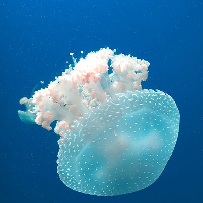 Jellyfish