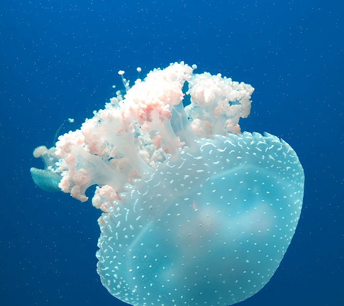 Jellyfish Underwater View