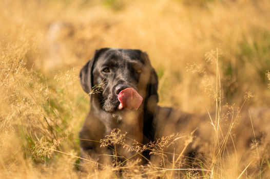 Hundeshooting Lüdenscheid