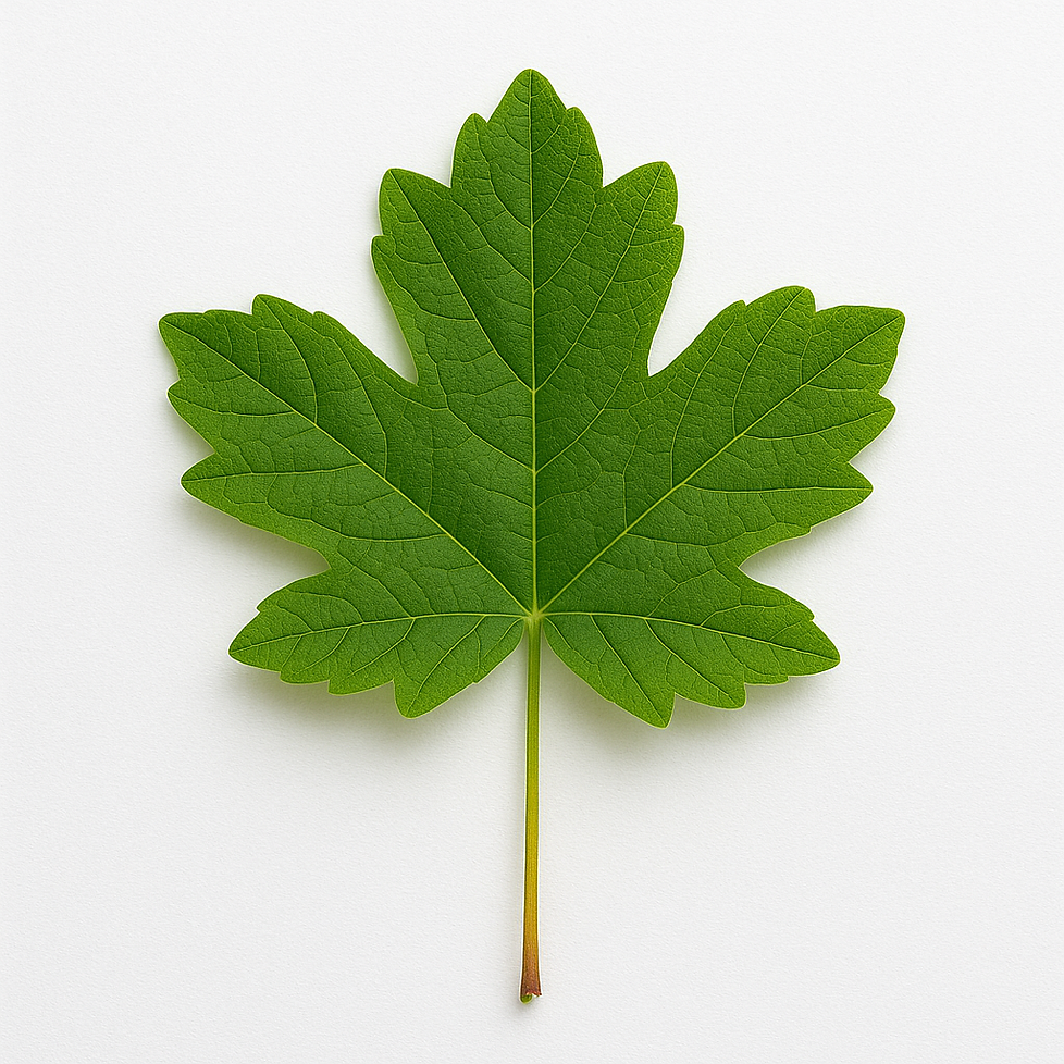 Field Maple.png