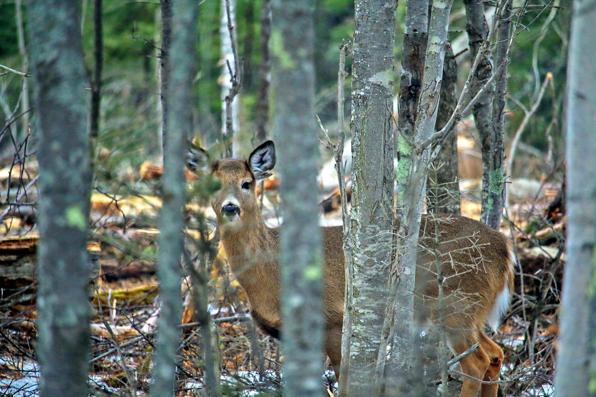 Deer in the woods