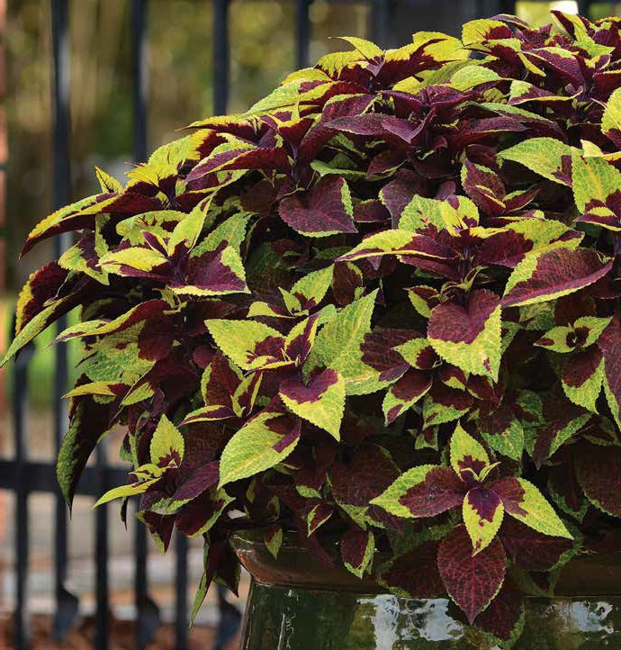 Thumbnail: Coleus Premium Sun Pineapple Surprise - PL