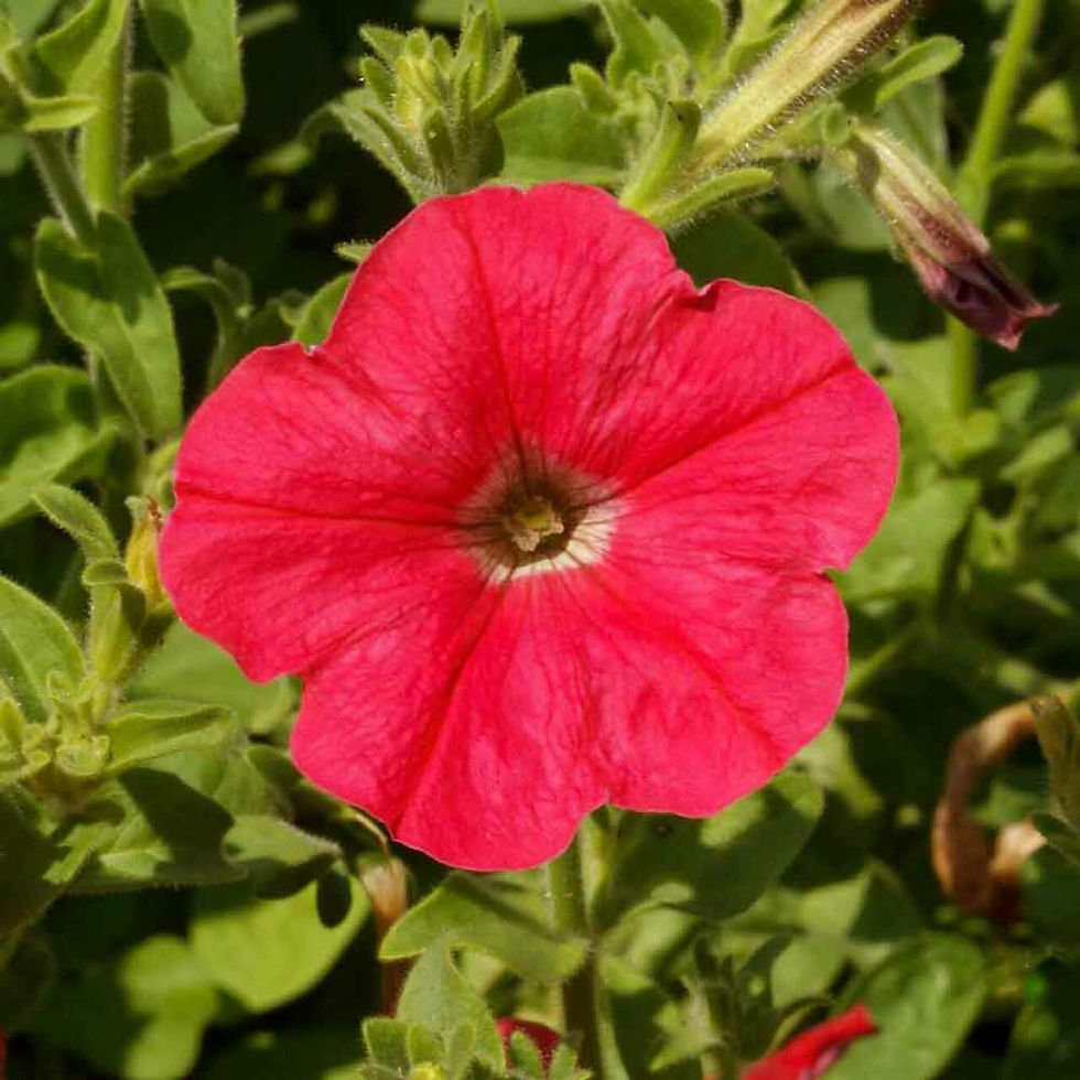 Thumbnail: NM - Petunia Nana Compacta Scarlet