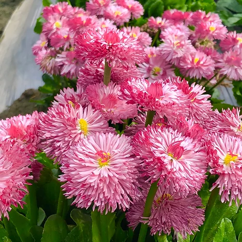 Thumbnail: Daisy Double Monstrosa Rose/Pink (Bellis perennis)