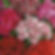 NM - Sweet William Wee Willie Mix (Dianthus)