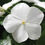 Thumbnail: Vinca Mediterranean XP Mix