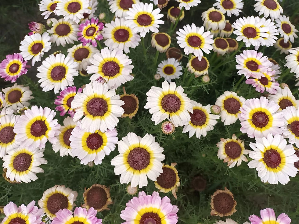 Buy Winter Flower Seeds Online in India Biocarve Seeds