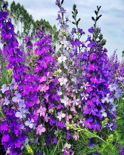 NM - Delphinium consolida Giant Imperial Mix | Biocarve Seeds