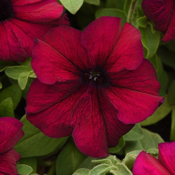 Buy Winter Flower Seeds Online in India Biocarve Seeds