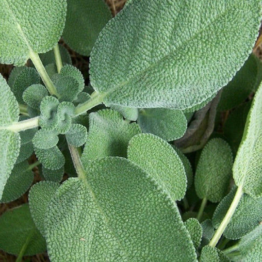Thumbnail: Herb Broad Leaf Sage