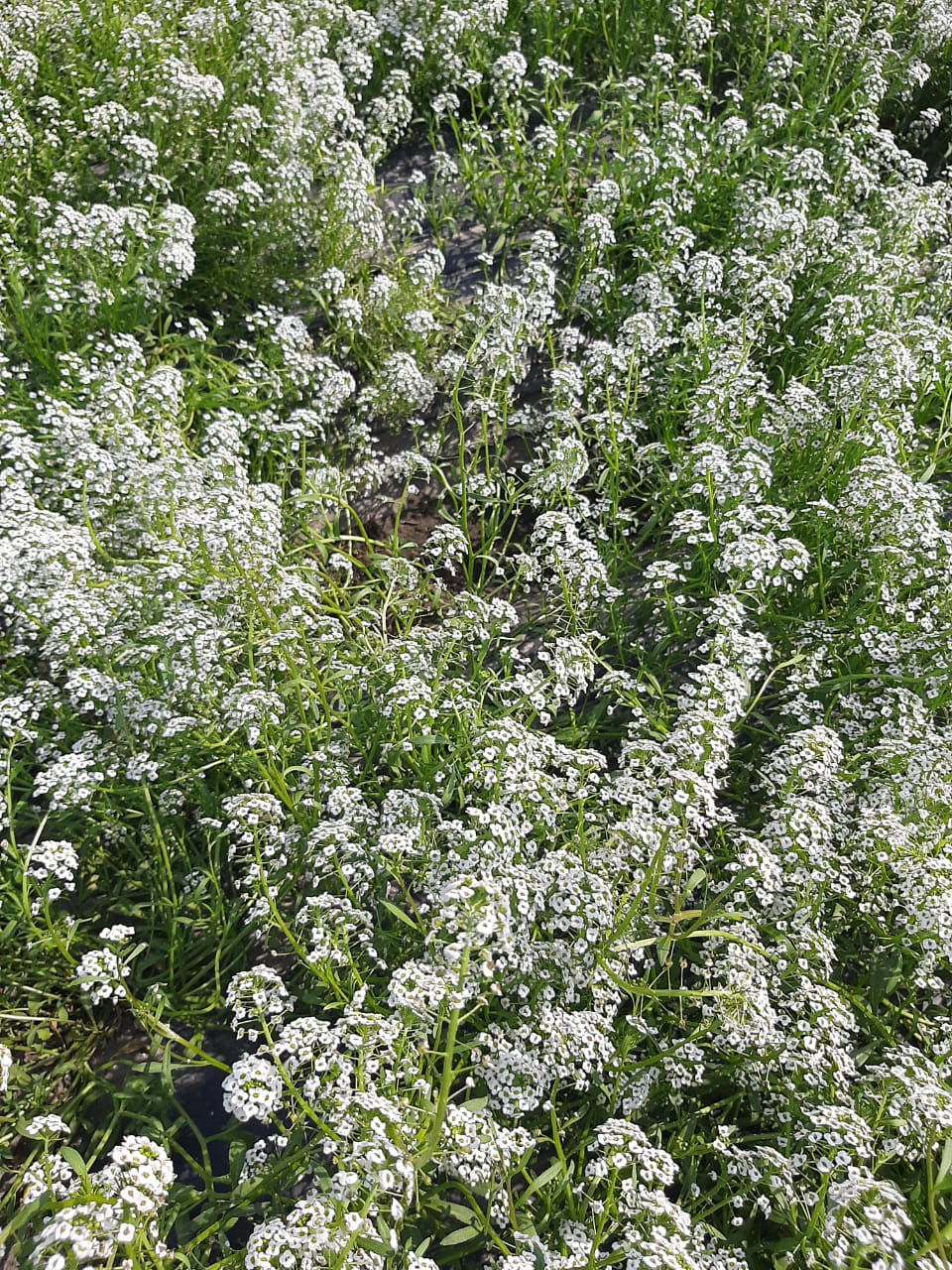 Thumbnail: NM - Alyssum Benthami WhitE