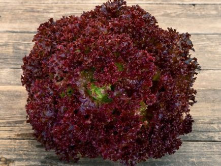 Thumbnail: Lettuce Lollo Rosso