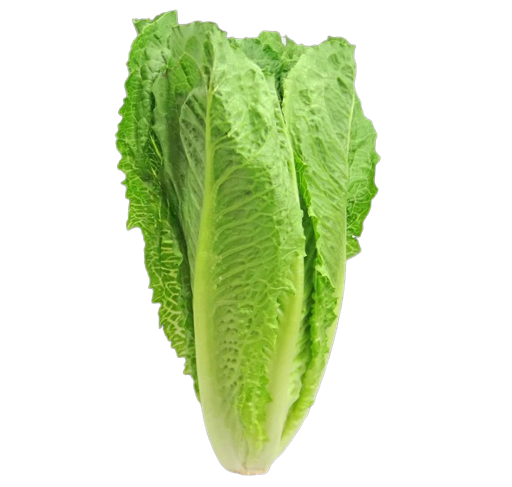 Thumbnail: NM - Lettuce Romaine
