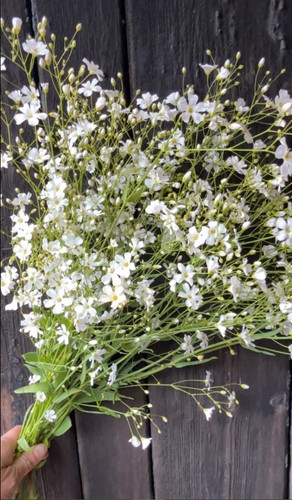 NM - Gypsophila White | Biocarve Seeds