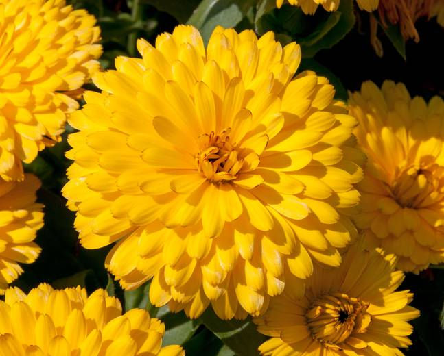 Buy Winter Flower Seeds Online in India Biocarve Seeds