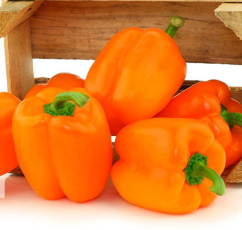 Thumbnail: NM - Capsicum Orange Bell