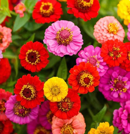 Thumbnail: Zinnia elegans Lilliput Mixed