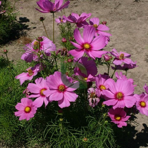 Thumbnail: NM - Cosmos bipinnatus Dwarf Sensations Pink