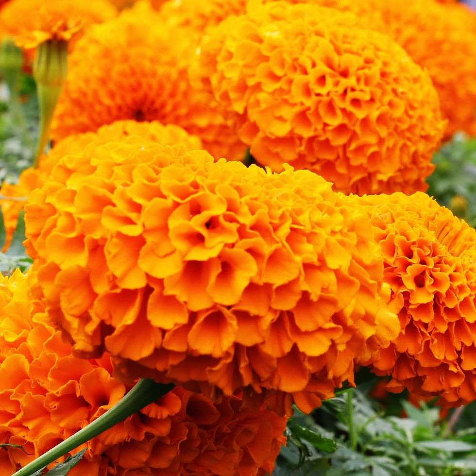Thumbnail: African Marigold F2 Orange