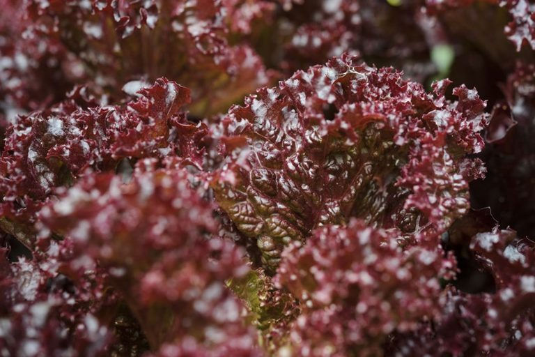 Thumbnail: Lettuce Lollo Rosso