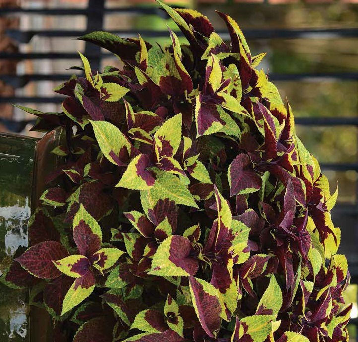 Thumbnail: Coleus Premium Sun Pineapple Surprise - PL