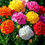 Thumbnail: NM - Carnation Mix (Dianthus caryophilous chaubaud)