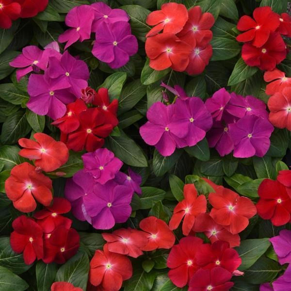 Thumbnail: Vinca Pacifica XP Mix Bold