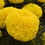 Thumbnail: African Marigold Marvel II™ Yellow