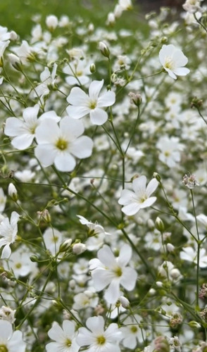 NM - Gypsophila White | Biocarve Seeds