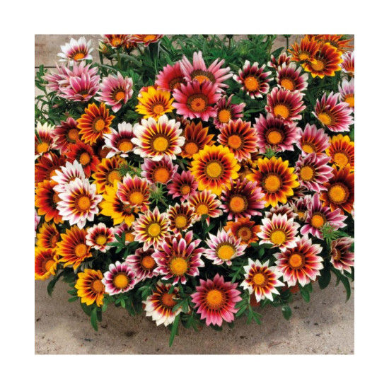 Thumbnail: NM - Gazania Sunshine Mix