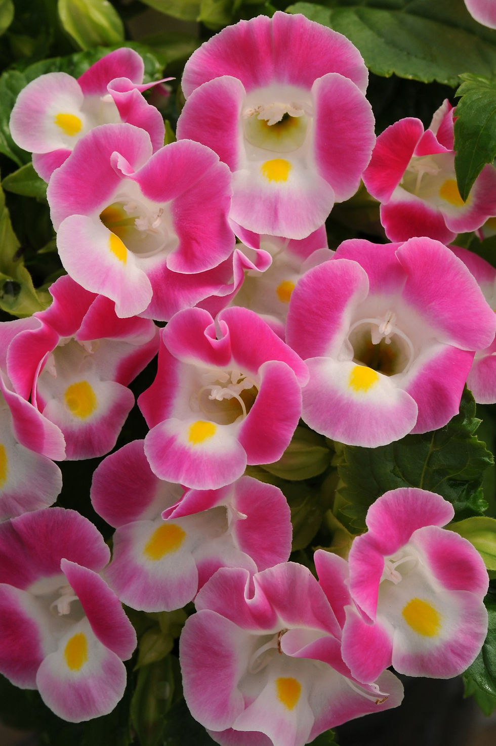 Thumbnail: Torenia Kauai™ Mix