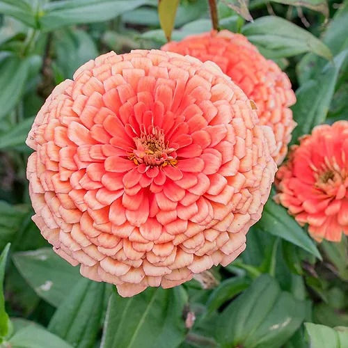 Thumbnail: Zinnia elegance Dahlia Flowered Eldorado