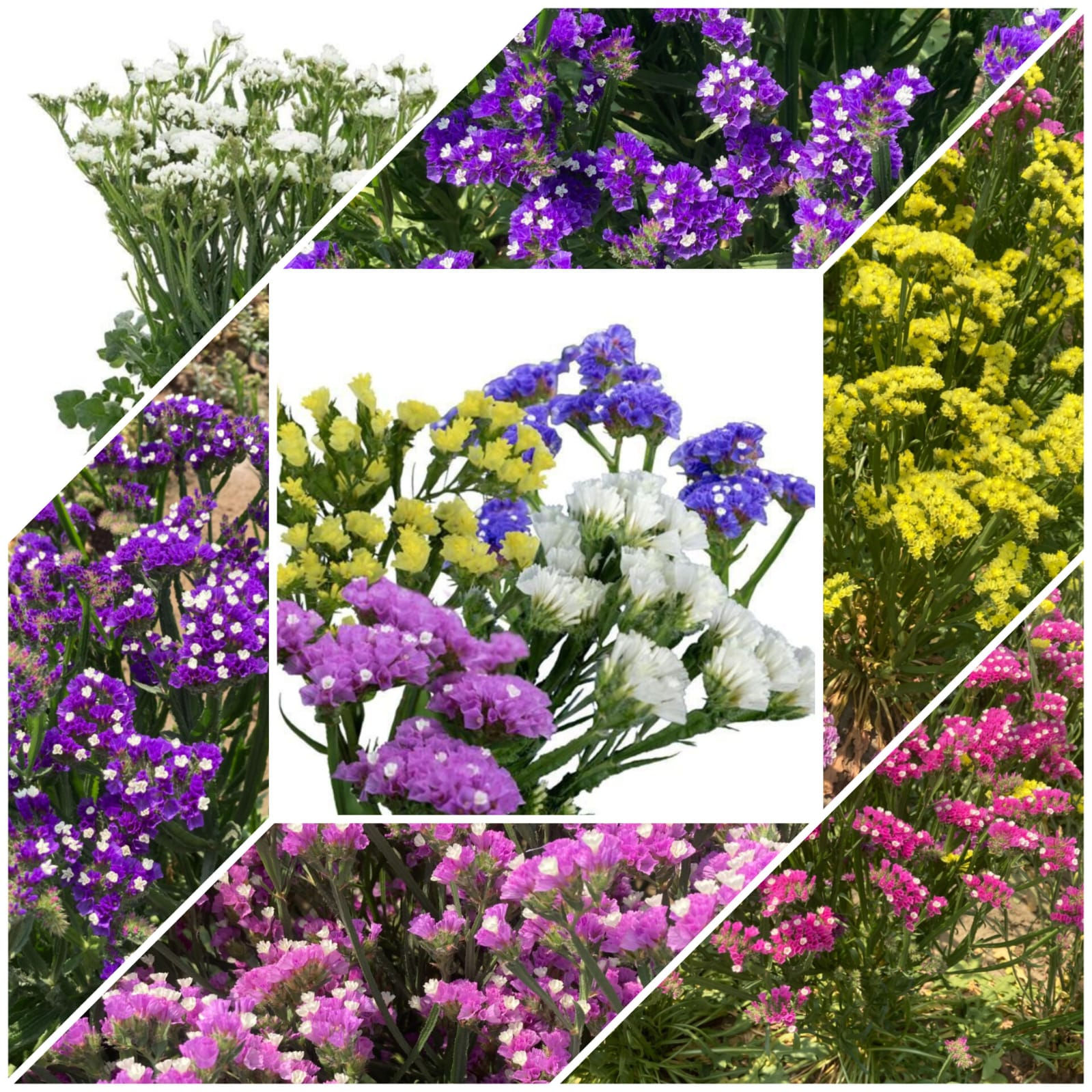 NM - Static Pacific Mix (Limonium)
