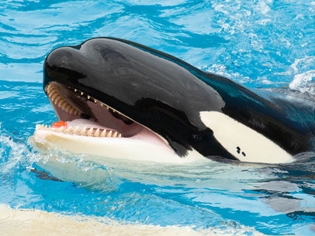 Nakai's Death and The Need For Seaside Sanctuaries.