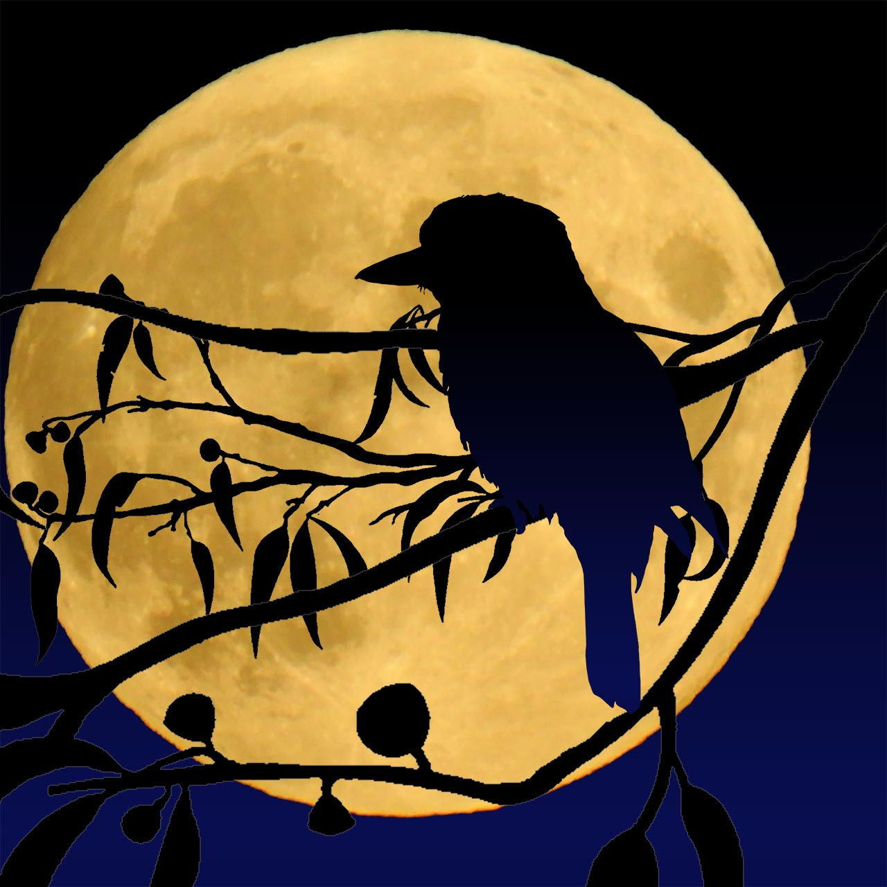 KOOKABURRA MOON, made in Illustrator, Photoshop and Camera