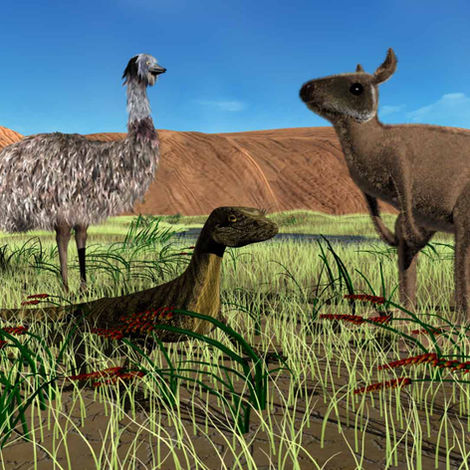 An Emu, Goanna and Kangaroo meet under the skies of Uluru Central Australia