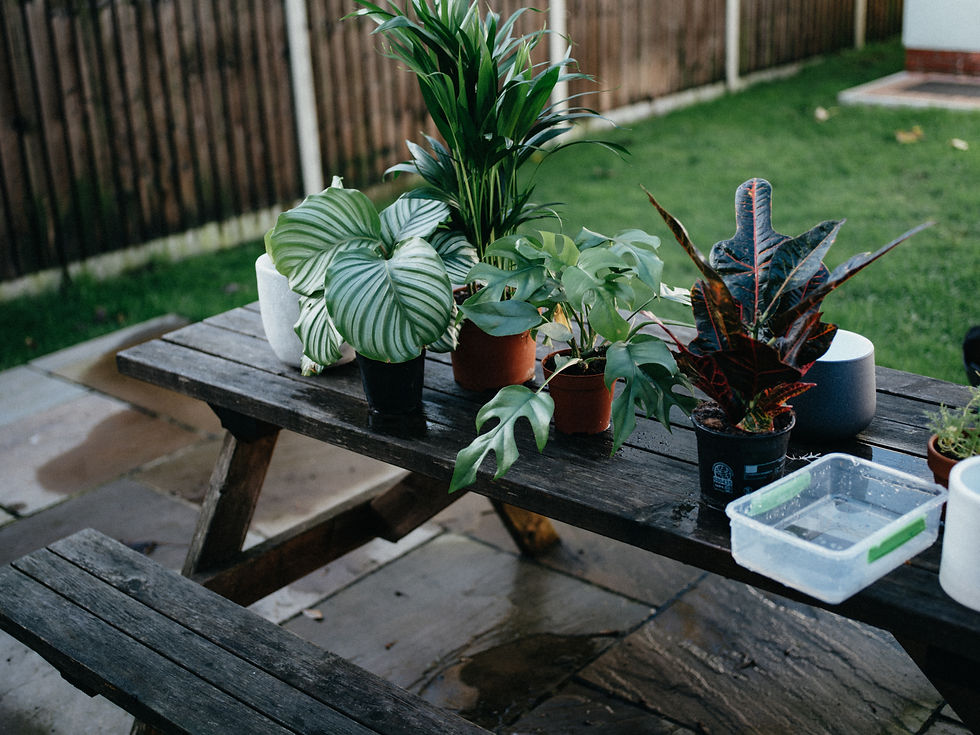 水やり後の植物