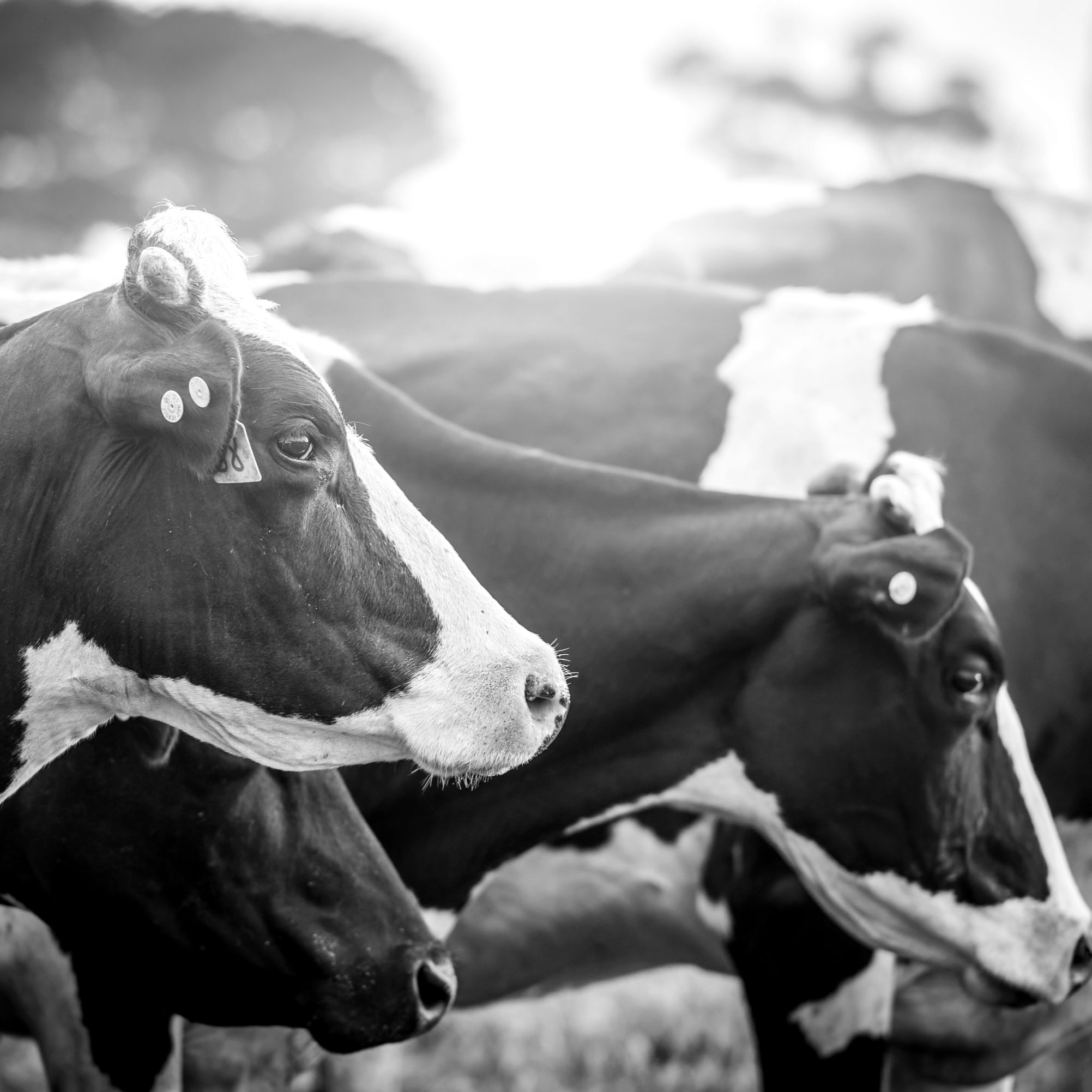 Bovins ou exploitation agricole