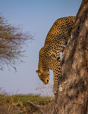 Leopard on the move.jpg