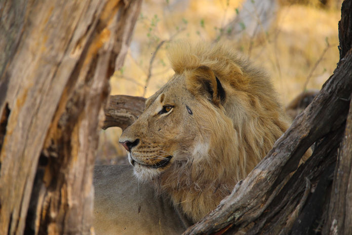 Lion in Hwange